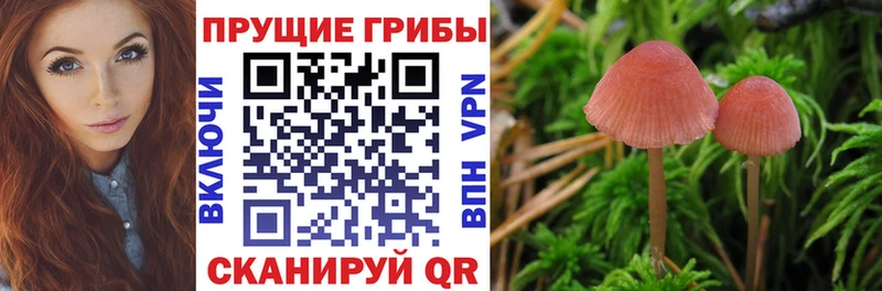 Галлюциногенные грибы Psilocybe  дарк нет какой сайт  Щёкино  kraken зеркало 